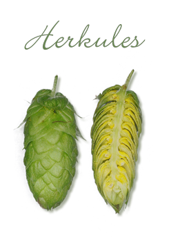 Herkules