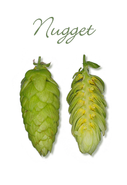 Nugget Hopfen